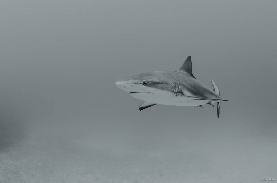 The shark in BW