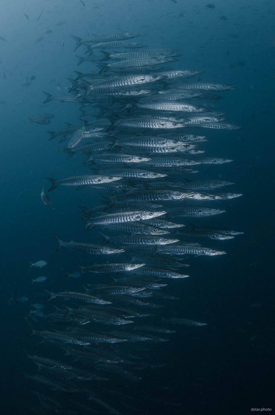 Swarm of barracudas