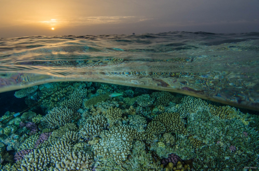 Sunset in the coral fields