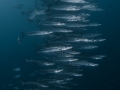 Swarm of barracudas