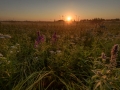 Misty morning meadow