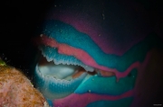 Parrotfish's teeth