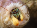 Coral hermit crab