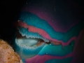 Parrotfish's teeth