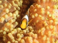 Tiny clownfish