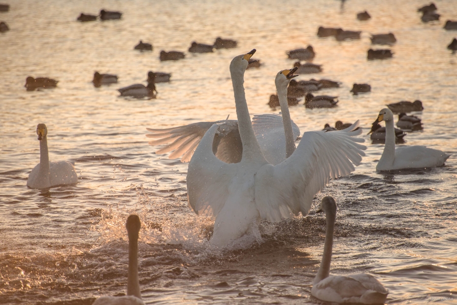 Dancing on the water