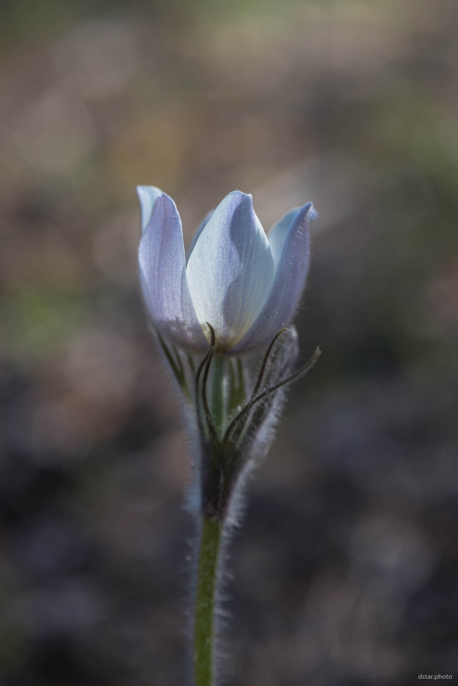 Spring beauty