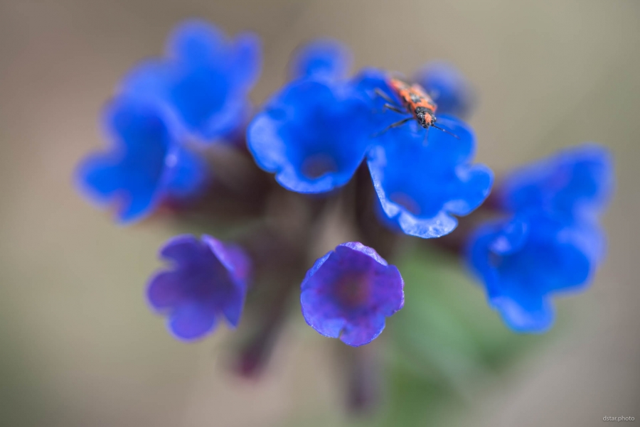 Red on blue