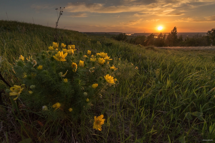Spring flowers