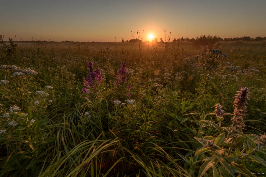 Misty morning meadow