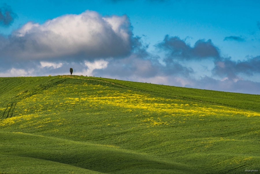 The lonely tree