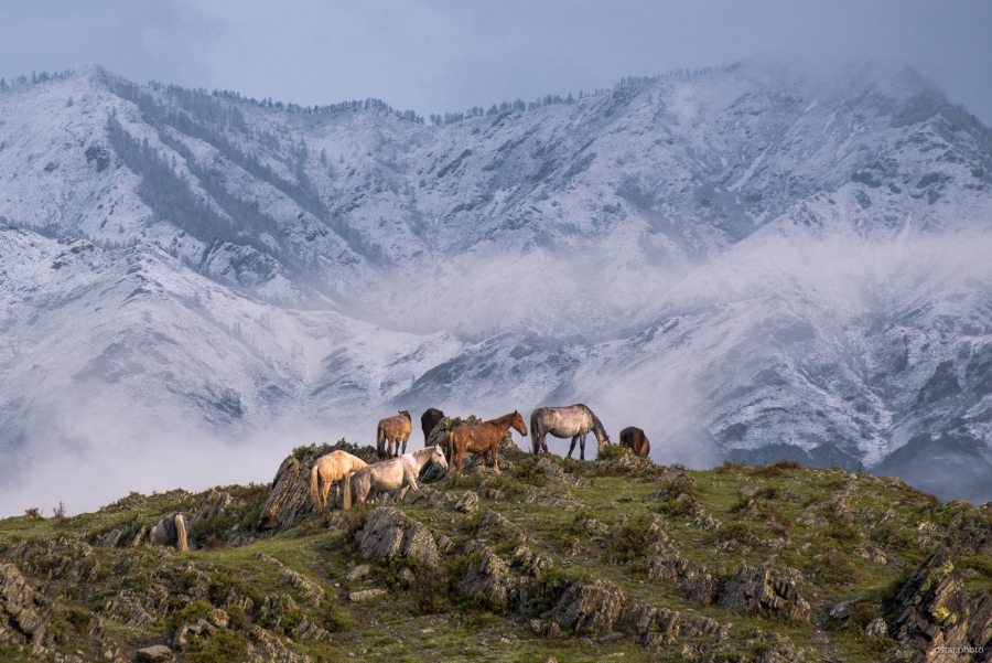 Mountain horses