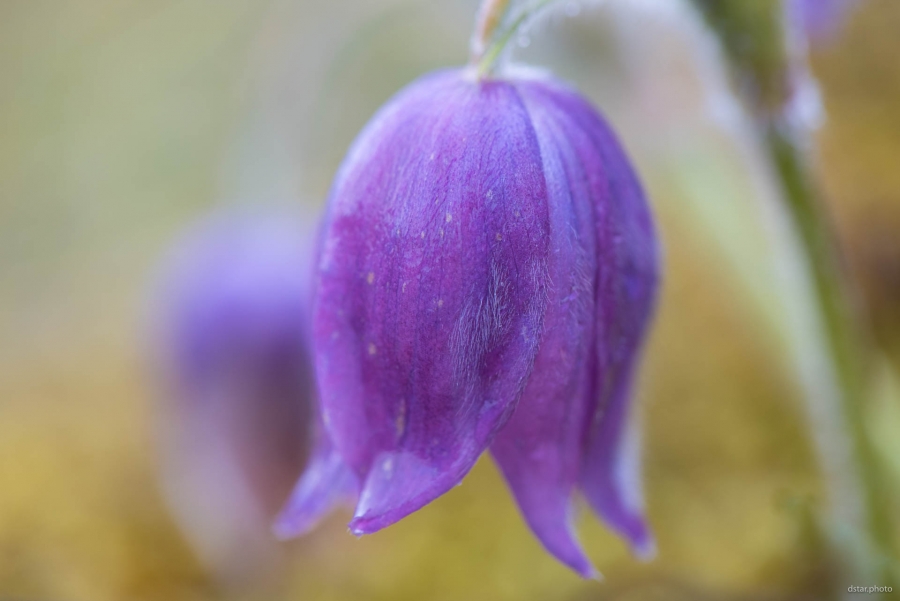 Pasqueflower