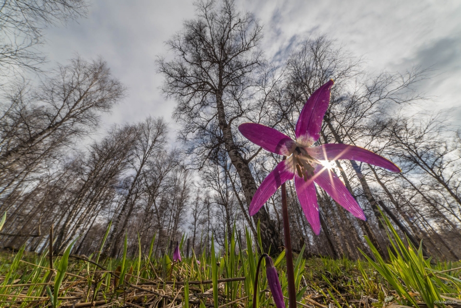 Spring forest