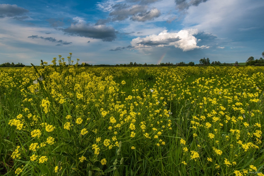Summer fields