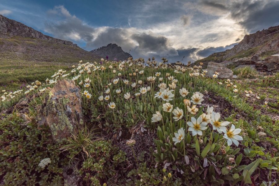 White dryas