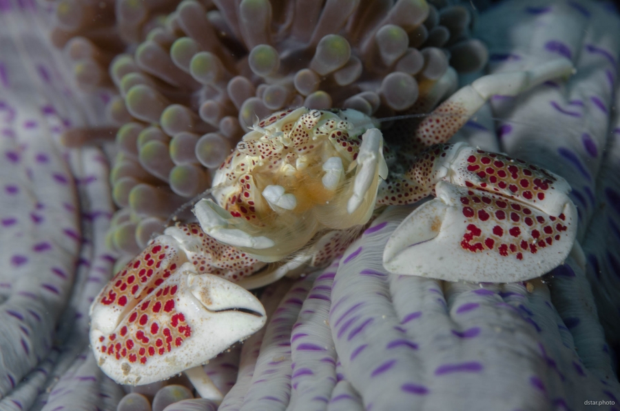 Porcelain crab