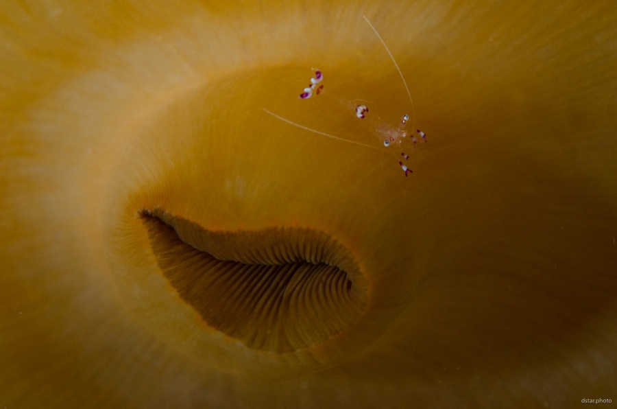 Cute anemone shrimp