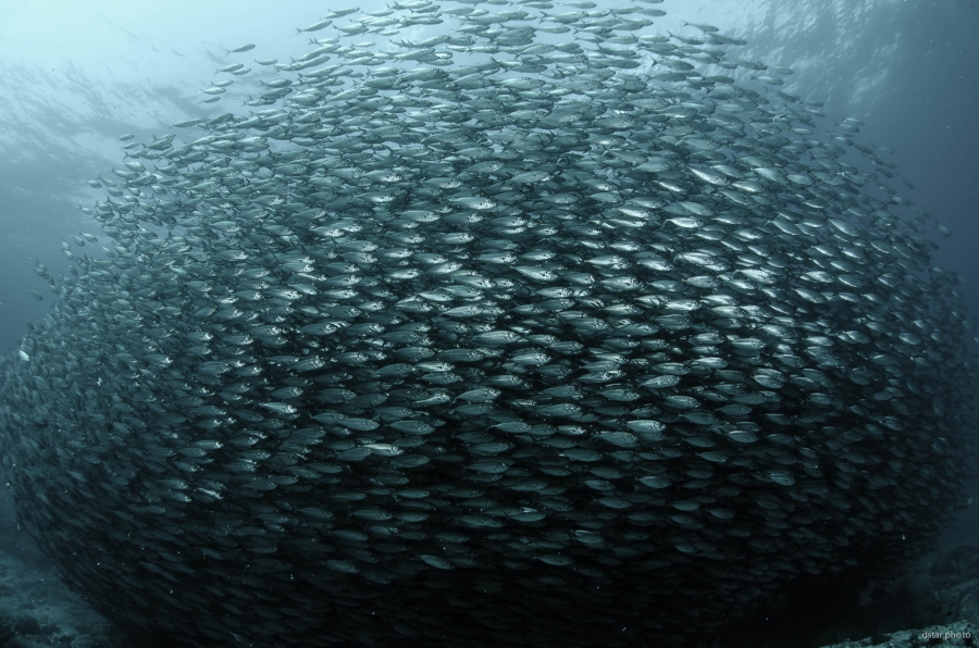 Stunning baitball