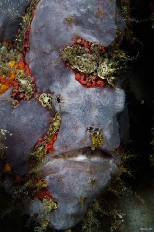 Frog fish