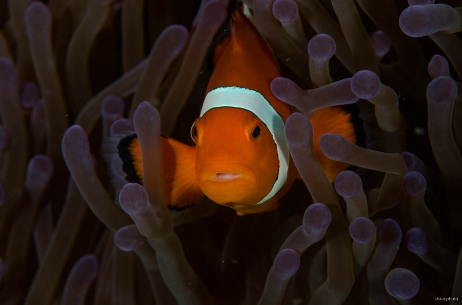 Thoughtful Nemo