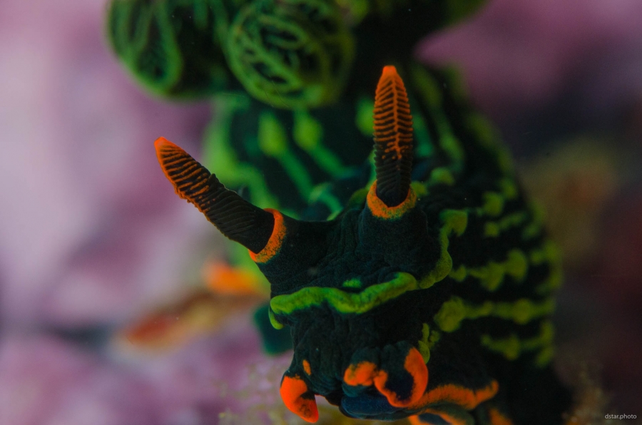 Nembrotha kubaryana
