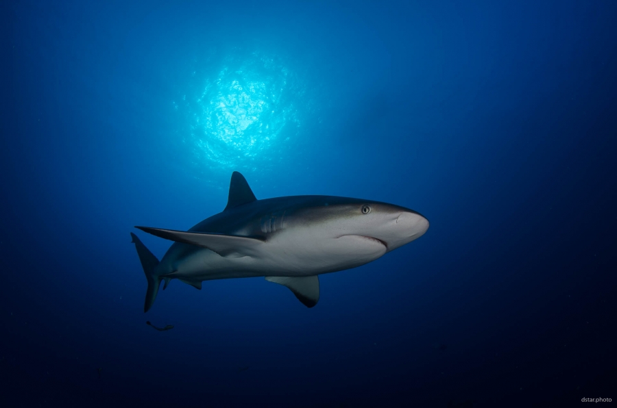 Shark under the sunball