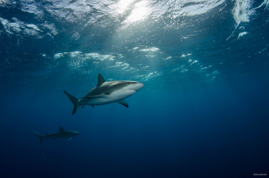 Sharks in the sunrays