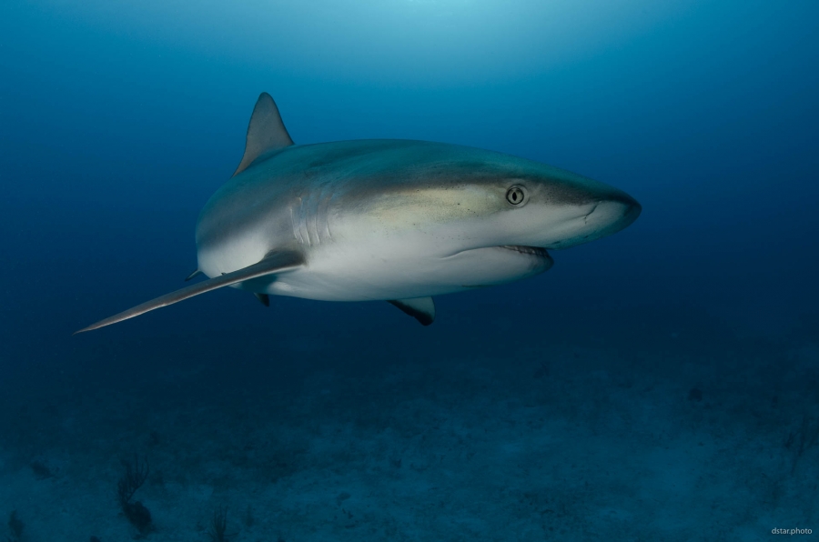 Shark portrait