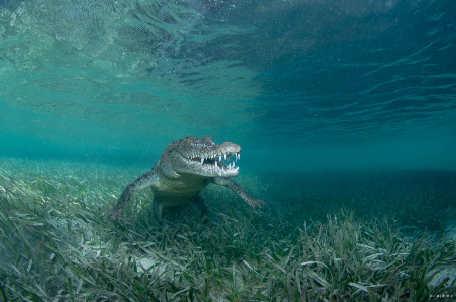 Cutie croc