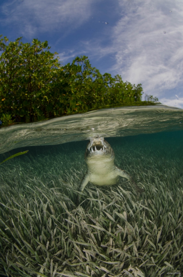 Undercover teeth
