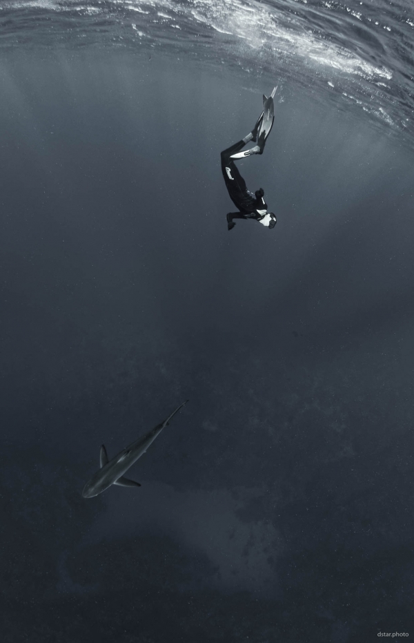 Shark and freediver