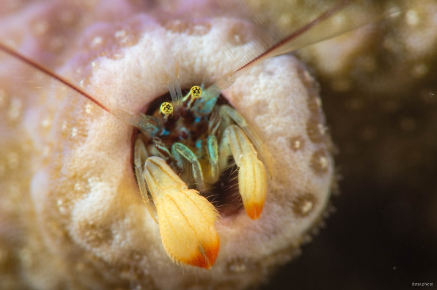 Coral hermit crab