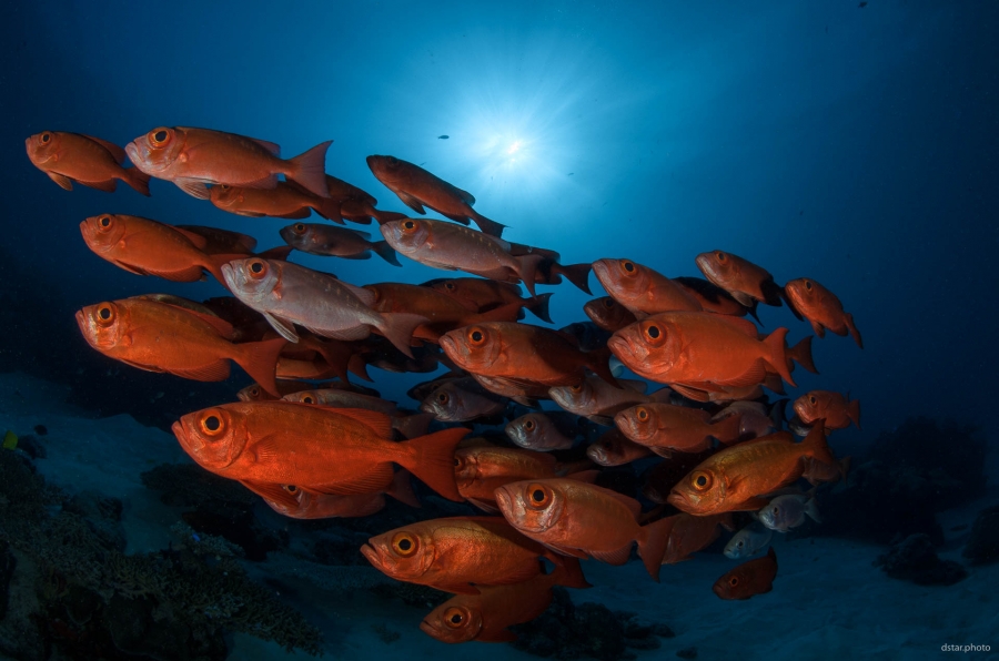 School of bigeye