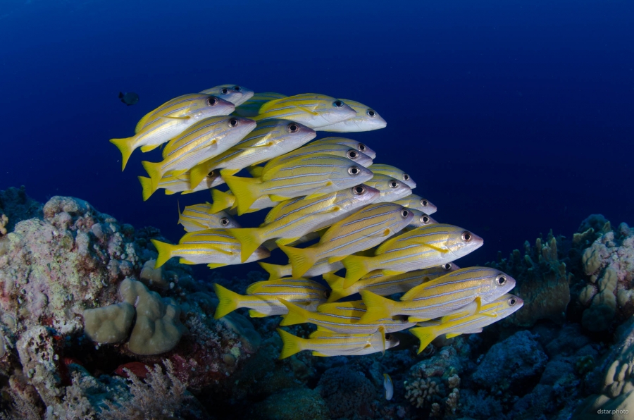 Bluestripe snappers