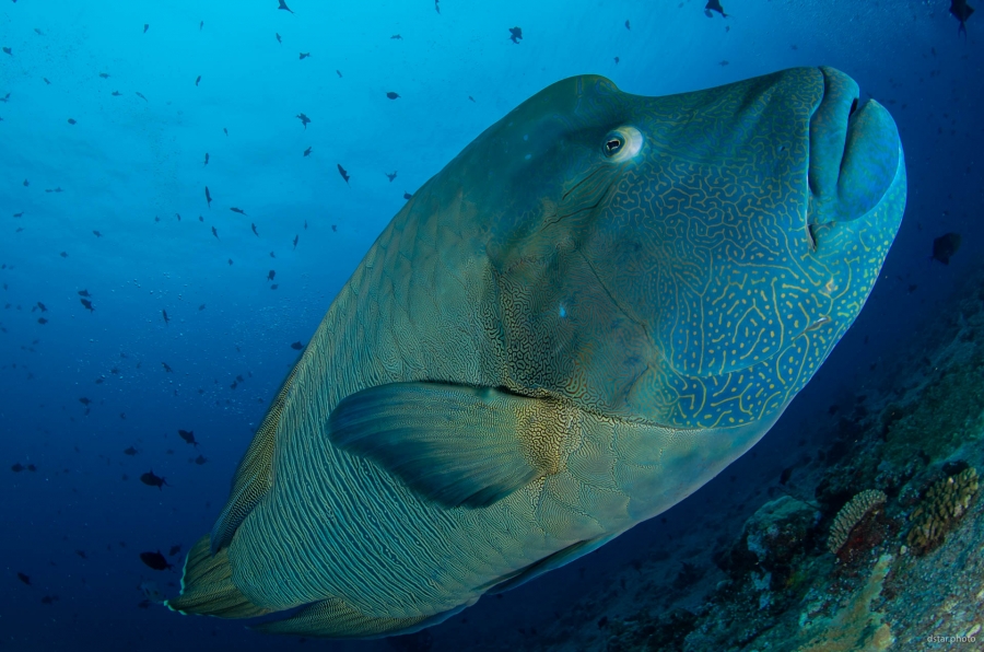 Napoleon of Palau