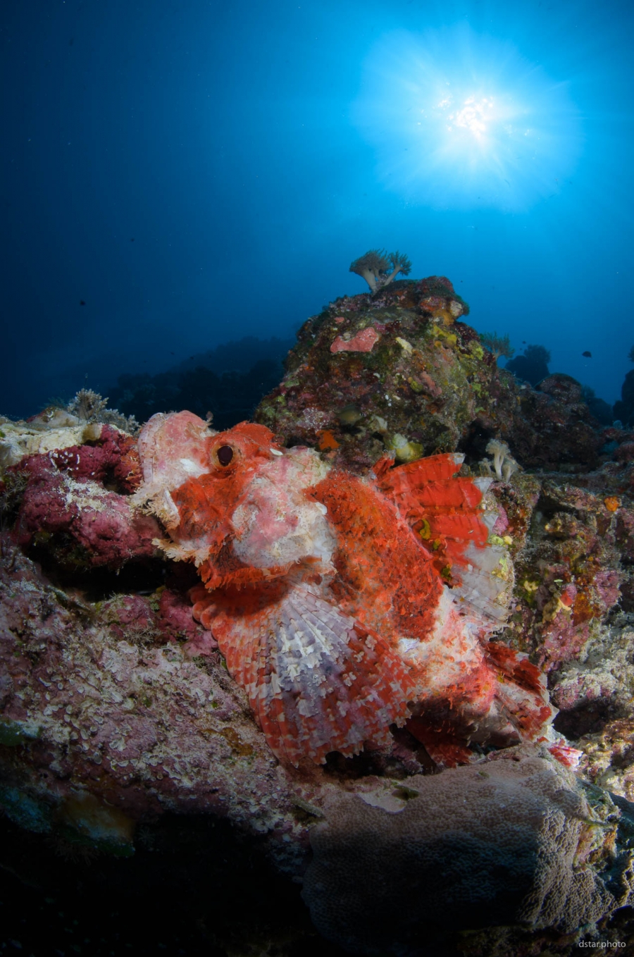 Scorpionfish under the sunburst