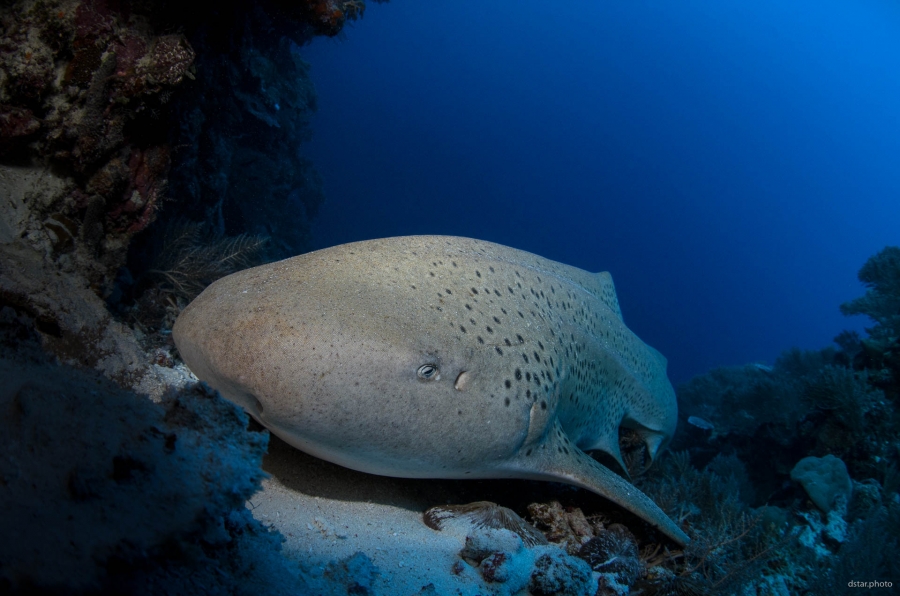 Leopard shark
