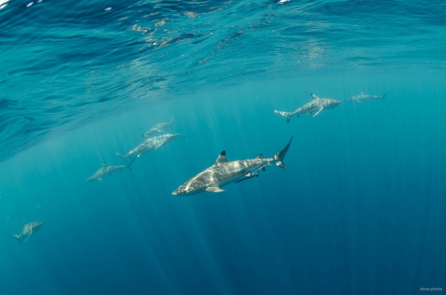 Sharks galore