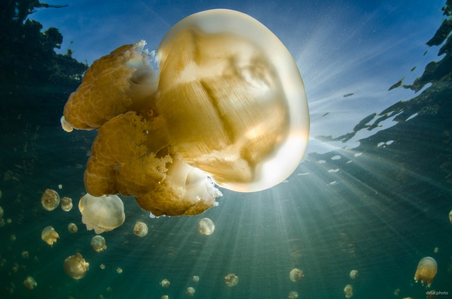 Jellyfish bulb