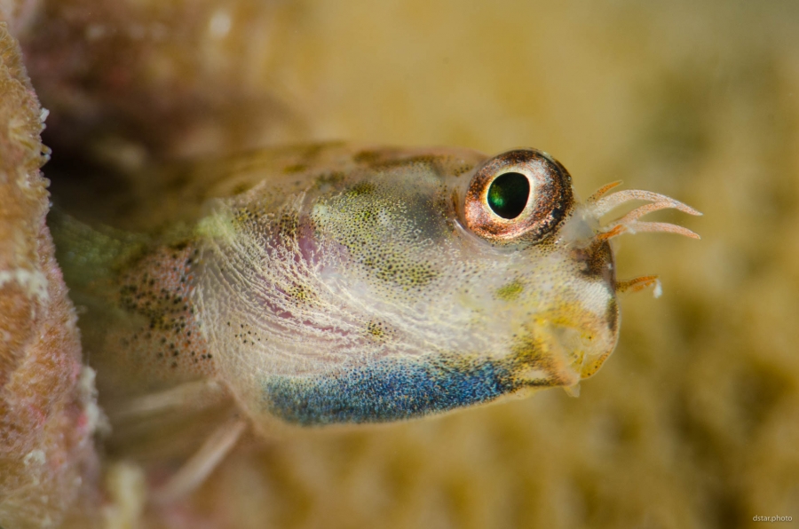 Curious blenny