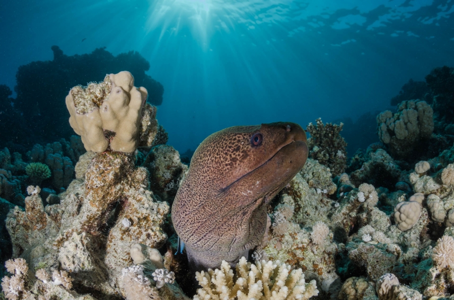 Moray eel under the sunrays
