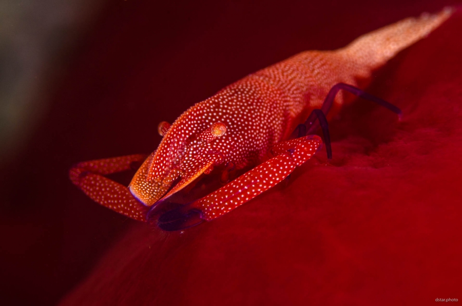 Emperor shrimp
