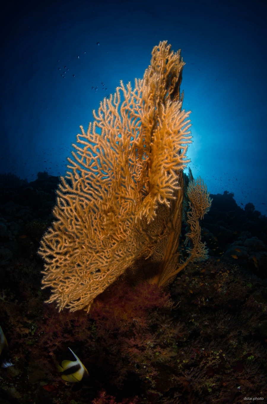 Glowing gorgonaria