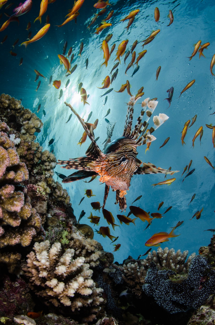Lionfish