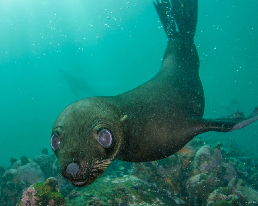 Curious puppy seal