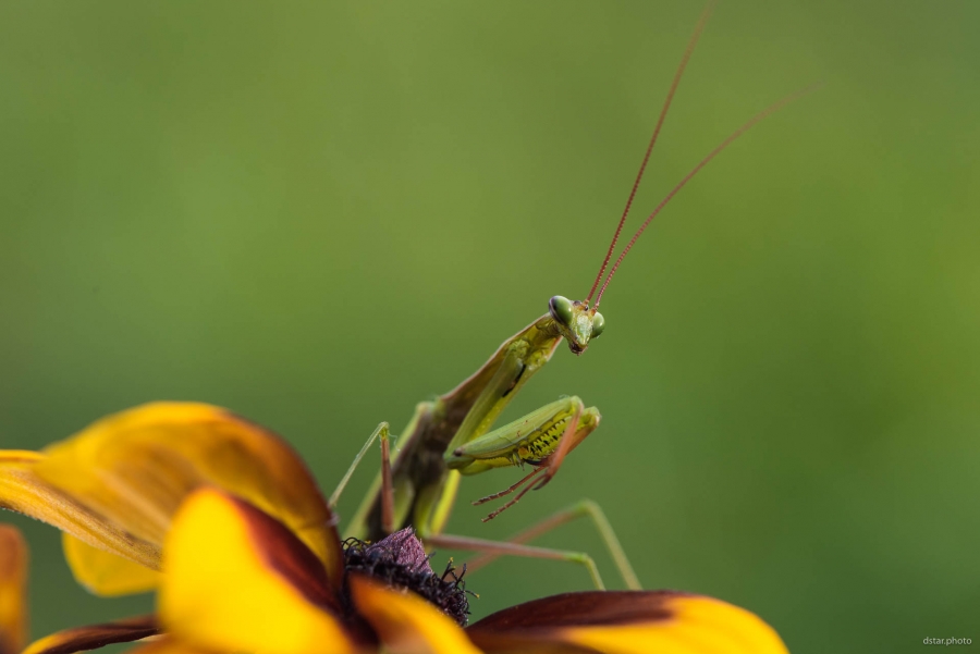Mantis on the flower