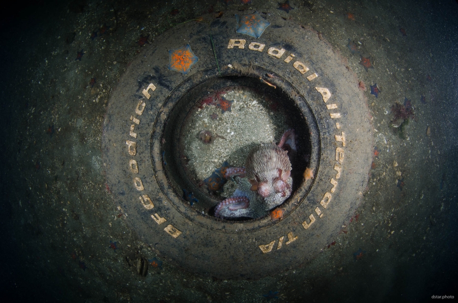 Apartment for octopus