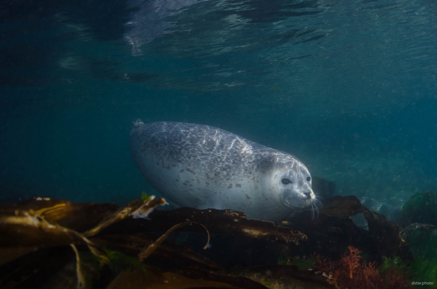 Spotted seal