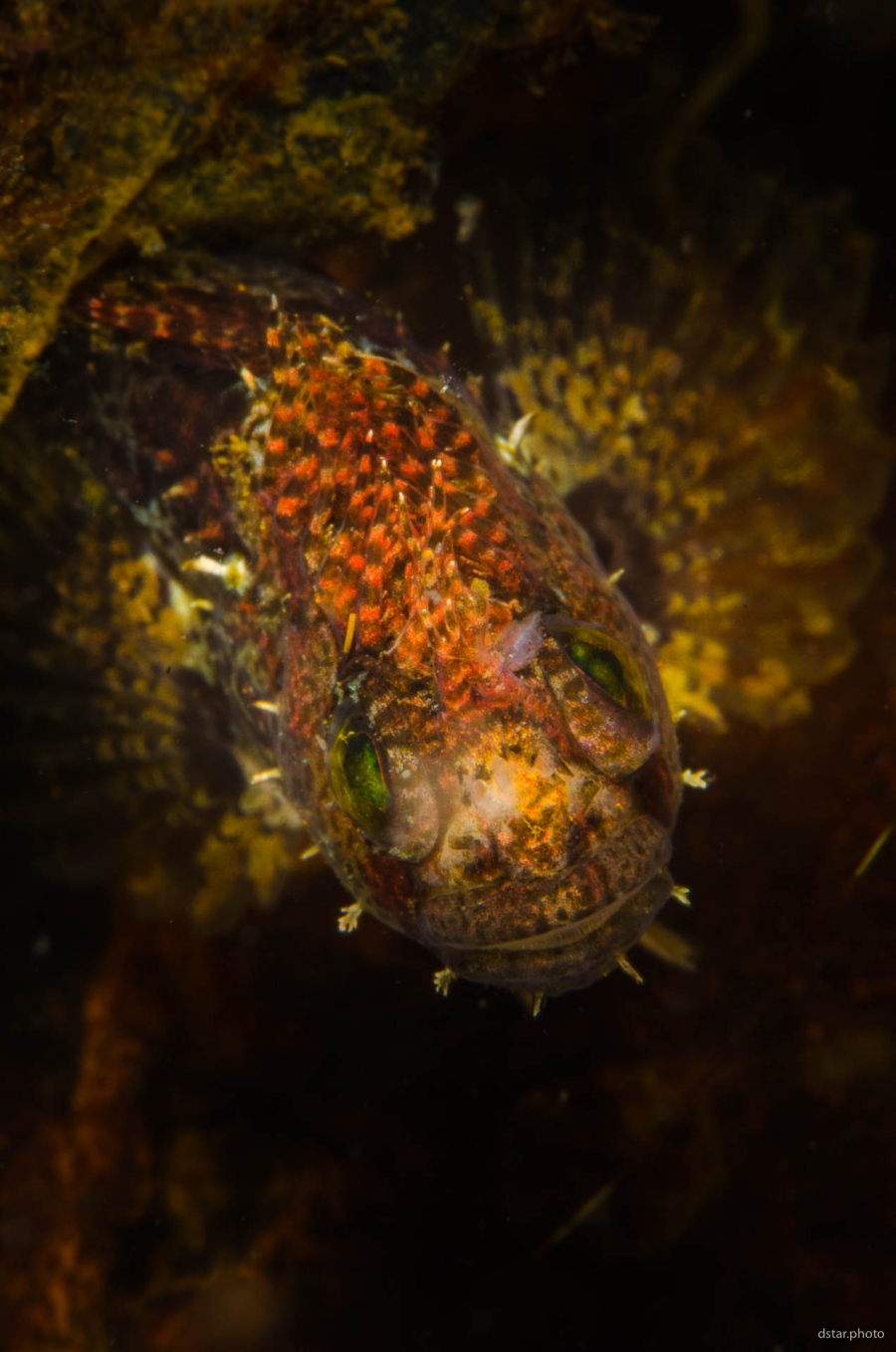 Little Dragon